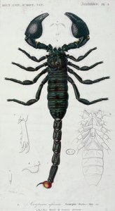 Afrikai Skorpió (Skorpió) (színes gravírozás)